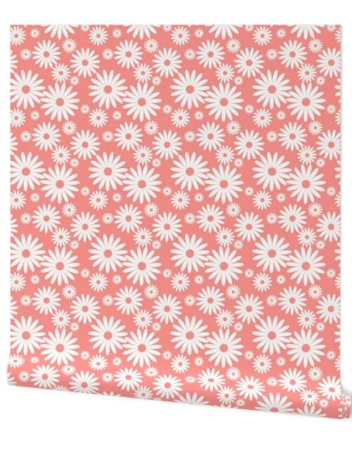 Jumbo Daisies in Coral and White Wallpaper