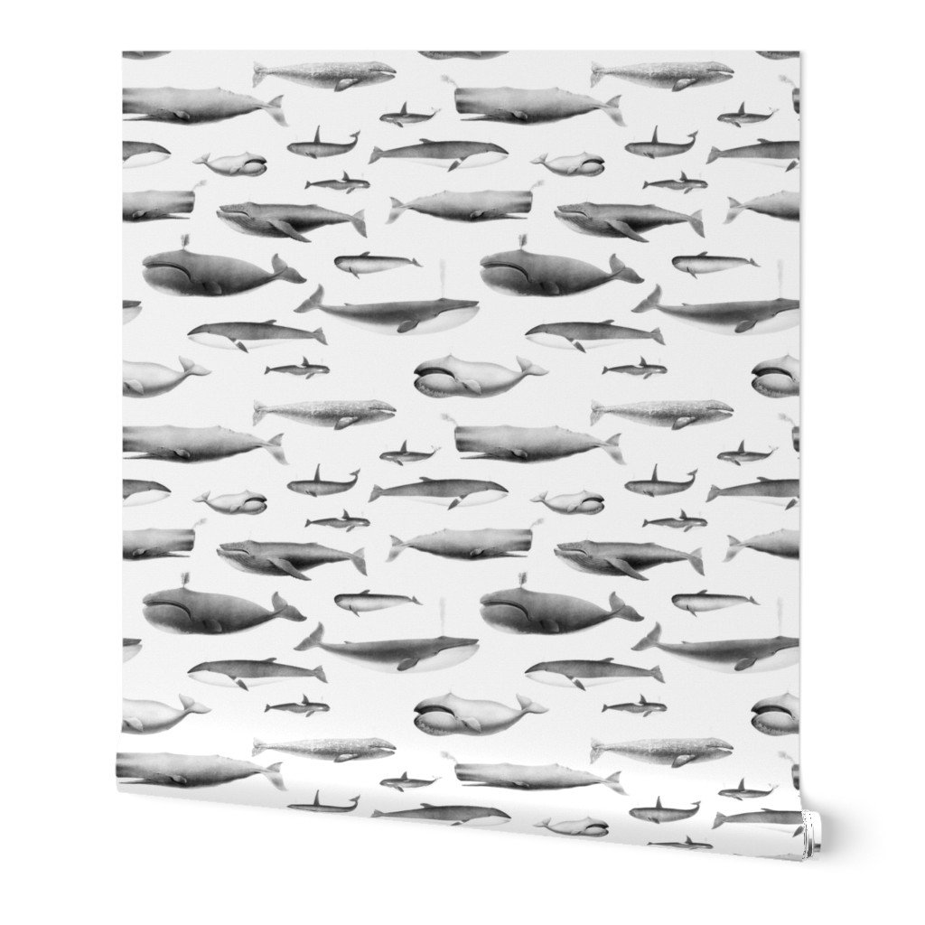 Whales Species Cetacea Mammals in Grey Pencil on White Wallpaper Whales Species Cetacea Mammals in Grey Pencil on White Wallpaper