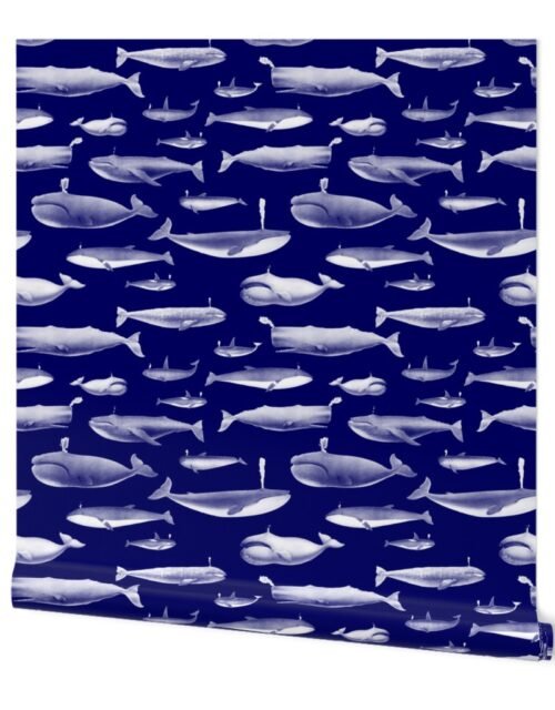 Whales Species Cetacea Mammals in White Pencil on White on Dark Blue Wallpaper
