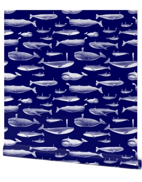 Smaller Whales Species Cetacea Mammals in White Pencil on White on Dark Blue Wallpaper