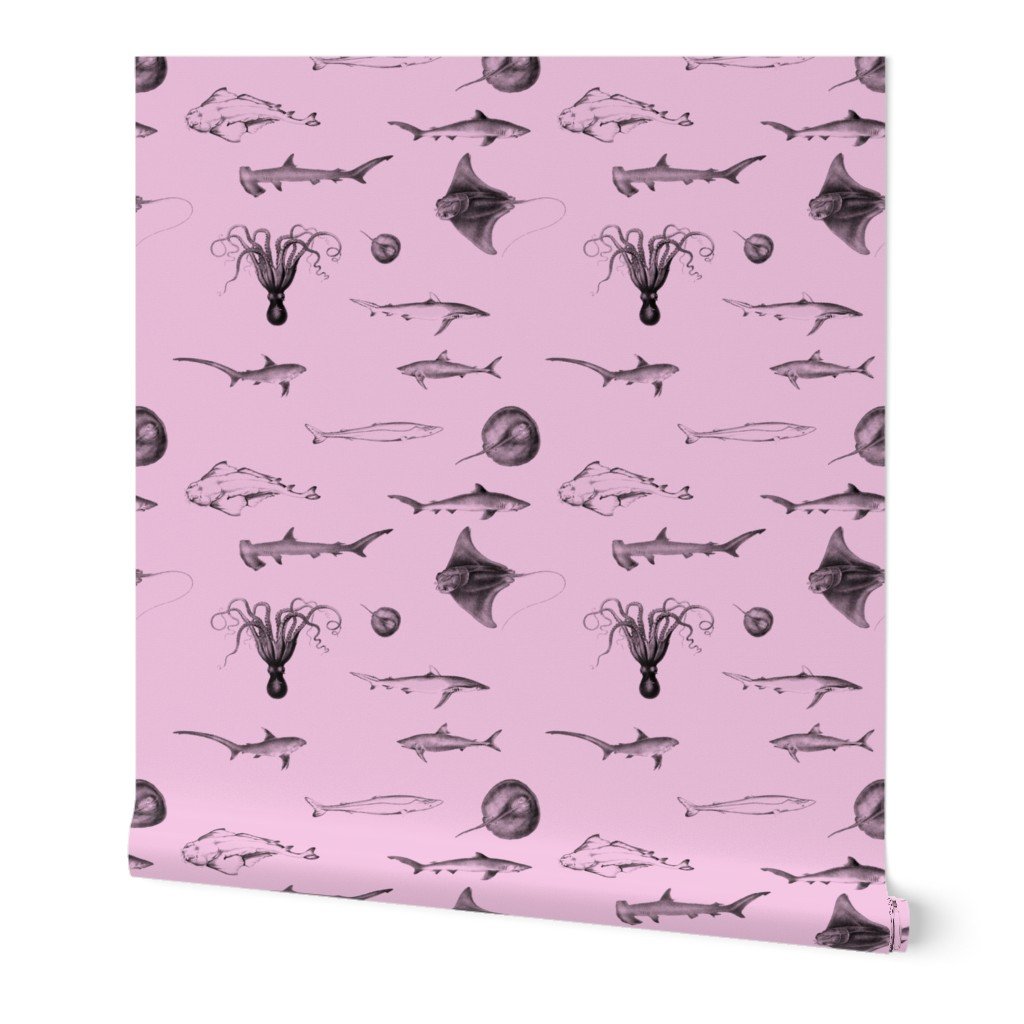 Sharks, Rays, Cephalopods and Squid in Grey Pencil on Pink Wallpaper Sharks, Rays, Cephalopods and Squid in Grey Pencil on Pink Wallpaper