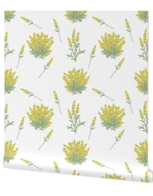 Yellow Forsythia Floral Sprig  on White Wallpaper