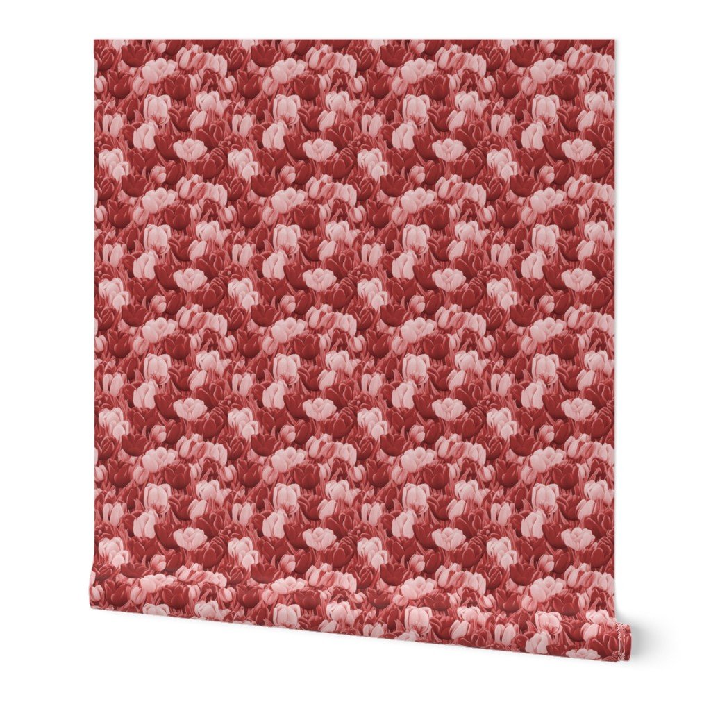 Field of Dutch Pink and Red Tulips in Bloom Wallpaper Field of Dutch Pink and Red Tulips in Bloom Wallpaper