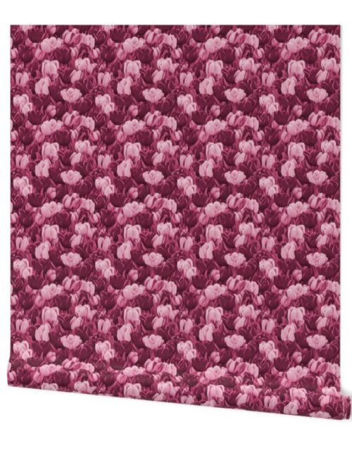 Field of Dutch Pink and Magenta Tulips in Bloom Wallpaper