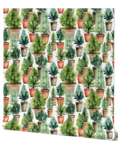 Potted Fir and Evergreen Tree Plants Watercolor Wallpaper