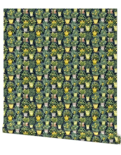 Small Potted Lemon Trees Watercolor on Dark Green Wallpaper