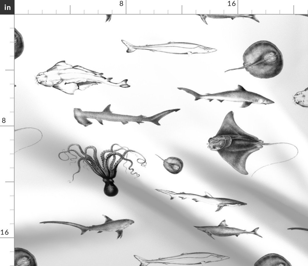 Sharks, Rays, Cephalopods and Squid in Grey Pencil on White Fabric Sharks, Rays, Cephalopods and Squid in Grey Pencil on White Fabric