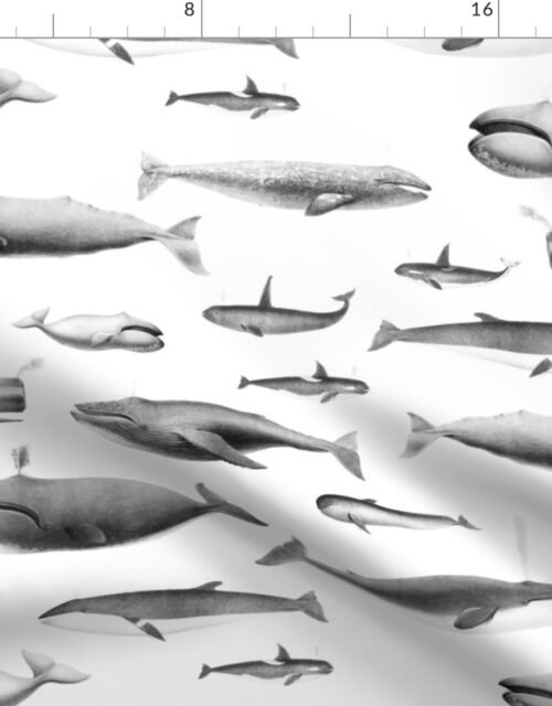 Smaller Whales Species Cetacea Mammals in Grey Pencil on White Fabric
