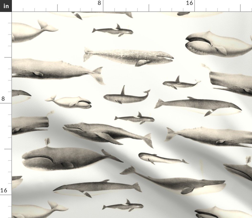 Smaller Whales Species Cetacea Mammals in Vintage Sepia  on White Fabric