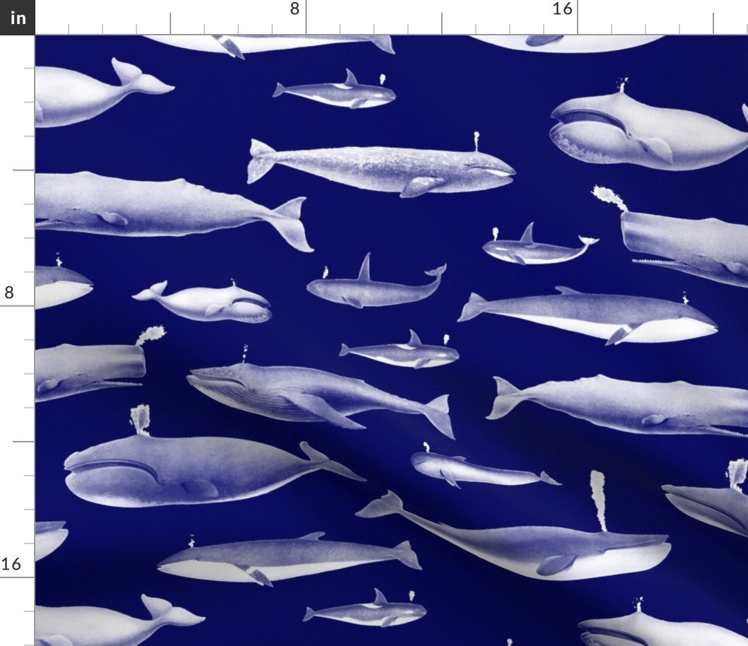Smaller Whales Species Cetacea Mammals in White Pencil on White on Dark Blue Fabric