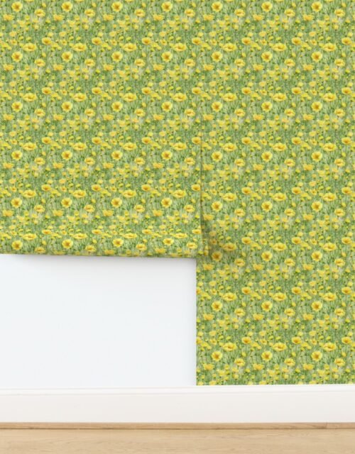 Buttercup Fields Seamless Repeat of Golden Flowers Wallpaper