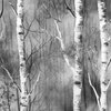 Endless Silver Birch Tree Dreamscape in Misty Black and White
