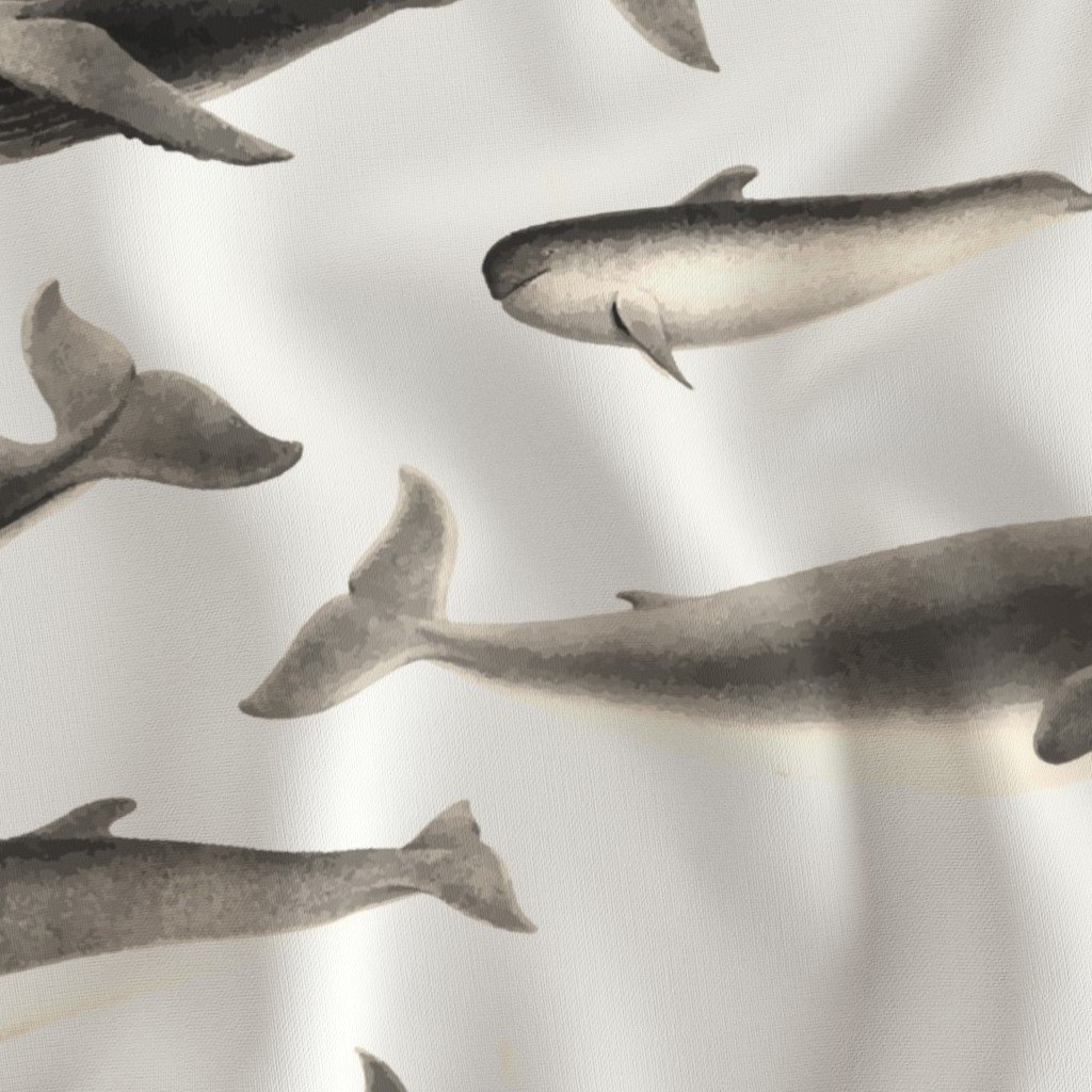 Whales Species Cetacea Mammals in Vintage Sepia on White Fabric toothed whale fabric