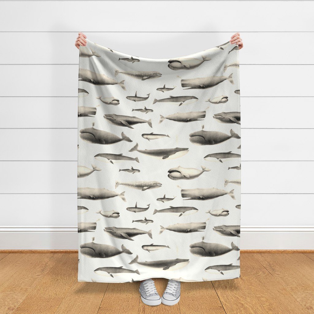 Whales Species Cetacea Mammals in Vintage Sepia on White Fabric cetacea fabric