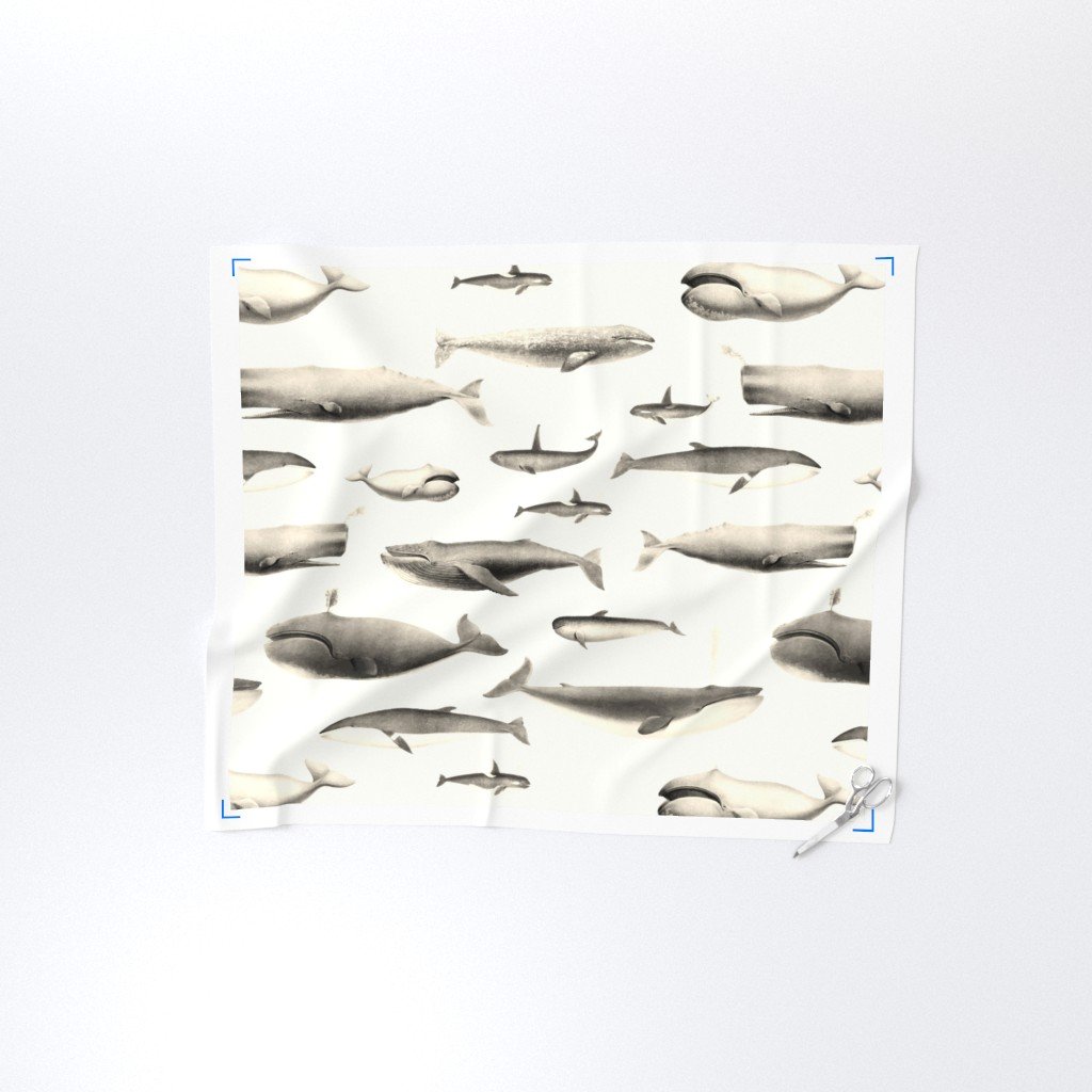 Whales Species Cetacea Mammals in Vintage Sepia on White Fabric humpback fabric