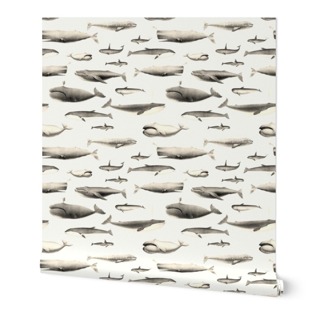 Whales Species Cetacea Mammals in Vintage Sepia on White Wallpaper cetacea wallpaper