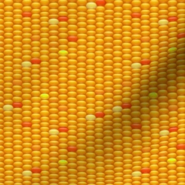 Indian Corn Kernels in Autumn Yellow Orange and Brown for Thanksgiving Design Collection Home Decor Collection autumn corn fabric design